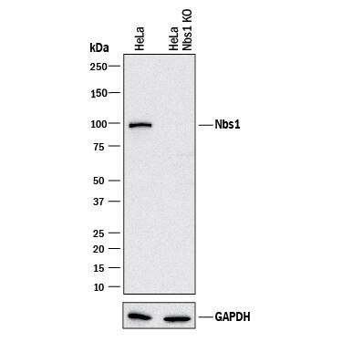 <b>Genetic Strategies Validation. </b>Western blot shows lysates of HeLa human cervical epithelial carcinoma parental cell line and Nbs1 knockout HeLa cell line (KO). PVDF membrane was probed with 0.25 µg/mL of Goat Anti-Human Nbs1 Antigen Affinity-purified Polyclonal Antibody (Catalog # AF1573) followed by HRP-conjugated Anti-Goat IgG Secondary Antibody (Catalog # HAF017). A specific band was detected for Nbs1 at approximately 95 kDa (as indicated) in the parental HeLa cell line, but is not detectable in knockout HeLa cell line. GAPDH (Catalog # AF5718) is shown as a loading control. This experiment was conducted under reducing conditions and using Immunoblot Buffer Group 1.