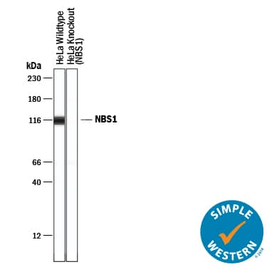 <b>Genetic Strategies Validation. </b>Simple Western lane view shows lysates of HeLa human cervical epithelial carcinoma parental cell line and Nbs1 knockout HeLa cell line (KO), loaded at 0.2 mg/mL. A specific band was detected for Nbs1 at approximately 115 kDa (as indicated) in the HeLa parental cell line using 20 µg/mL of Goat Anti-Human Nbs1 Antigen Affinity-purified Polyclonal Antibody (Catalog # AF1573) . This experiment was conducted under reducing conditions and using the 12-230 kDa separation system.