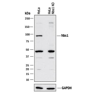<b>Genetic Strategies Validation. </b>Western blot shows lysates of HeLa human cervical epithelial carcinoma parental cell line and Nbs1 knockout HeLa cell line (KO). PVDF membrane was probed with 1 µg/mL of Mouse Anti-Human/Mouse/Rat Nbs1 Monoclonal Antibody (Catalog # MAB1573) followed by HRP-conjugated Anti-Mouse IgG Secondary Antibody (Catalog # HAF018). A specific band was detected for Nbs1 at approximately 95 kDa (as indicated) in the parental HeLa cell line, but is not detectable in knockout HeLa cell line. GAPDH (Catalog # MAB5718) is shown as a loading control. This experiment was conducted under reducing conditions and using Immunoblot Buffer Group 1.