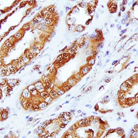 Immunohistochemistry Nectin-3/PVRL3 Antibody [Unconjugated]