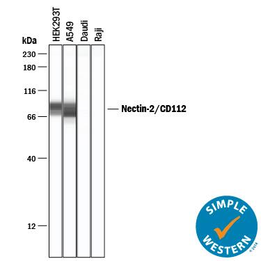 Simple Western lane view shows lysates of HEK293T human embryonic kidney cell line, A549 human lung carcinoma cell line, Daudi human Burkitt's lymphoma cell line, and Raji human Burkitt's lymphoma cell line, loaded at 0.2 mg/mL. A specific band was detected for Nectin-2/CD112 at approximately 71-86 kDa (as indicated) using 20 µg/mL of Goat Anti-Human Nectin-2/CD112 Antigen Affinity-purified Polyclonal Antibody (Catalog # AF2229) followed by 1:50 dilution of HRP-conjugated Anti-Goat IgG Secondary Antibody (Catalog # HAF109). This experiment was conducted under reducing conditions and using the 12-230 kDa separation system.