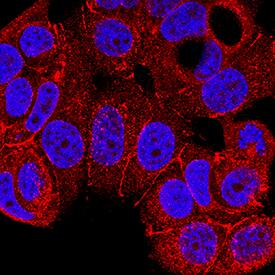 Nectin-2/CD112 was detected in immersion fixed MCF-7 human breast cancer cell line using Mouse Anti-Human Nectin-2/CD112 Monoclonal Antibody (Catalog # MAB2229) at 8 µg/mL for 3 hours at room temperature. Cells were stained using the NorthernLights™ 557-conjugated Anti-Mouse IgG Secondary Antibody (red; Catalog # NL007) and counterstained with DAPI (blue). Specific staining was localized to cytoplasm and plasma membrane. View our protocol for Fluorescent ICC Staining of Cells on Coverslips.