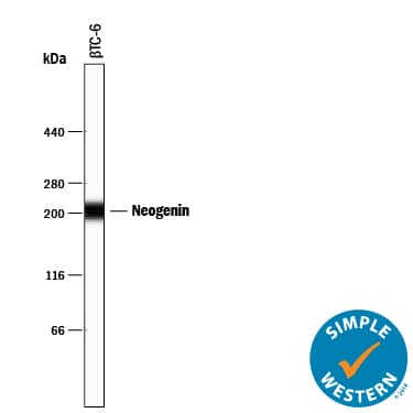 Simple Western lane view shows lysates of  beta TC-6 mouse beta cell insulinoma cell line, loaded at 0.2 mg/mL. A specific band was detected for Neogenin at approximately 207 kDa (as indicated) using 10 µg/mL of Goat Anti-Human/Mouse Neogenin Antigen Affinity-purified Polyclonal Antibody (Catalog # AF1079) followed by 1:50 dilution of HRP-conjugated Anti-Goat IgG Secondary Antibody (HAF109). This experiment was conducted under reducing conditions and using the 12-230 kDa separation system.