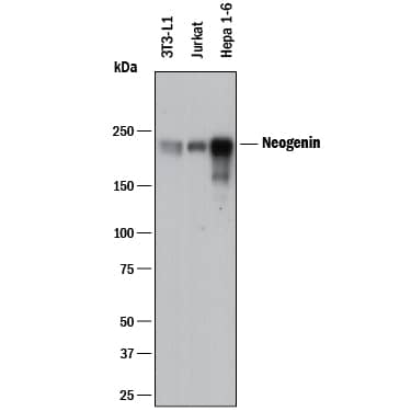 Western Blot Neogenin Antibody [Unconjugated]
