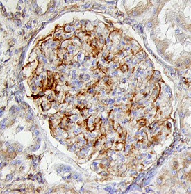 Immunohistochemistry Nephrin Antibody [Unconjugated]