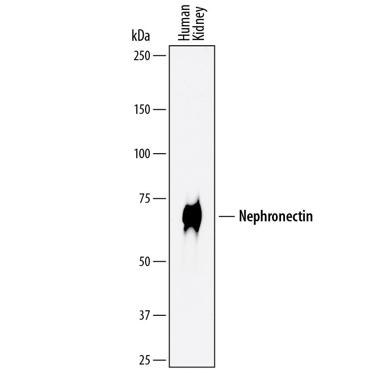 Western Blot Nephronectin Antibody (859326) [Unconjugated]
