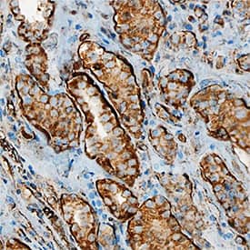 Immunohistochemistry Neprilysin/CD10 Antibody [Unconjugated]