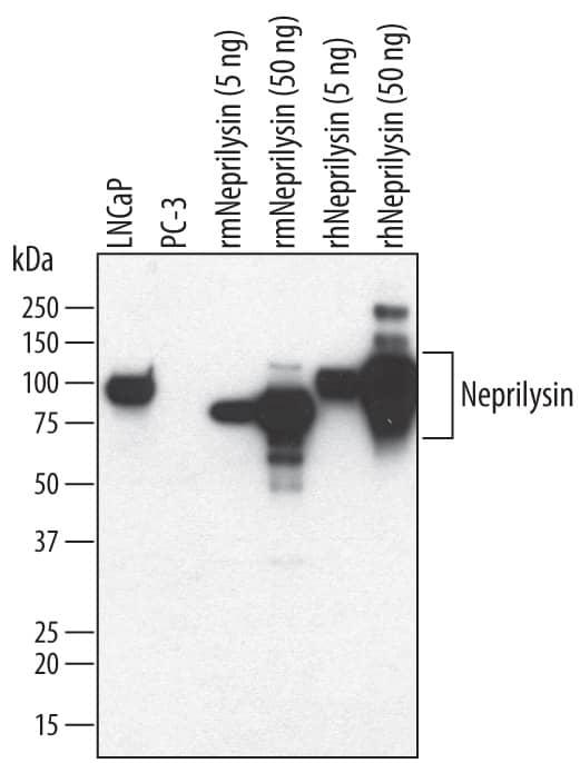 Western Blot Neprilysin/CD10 Antibody [Unconjugated]