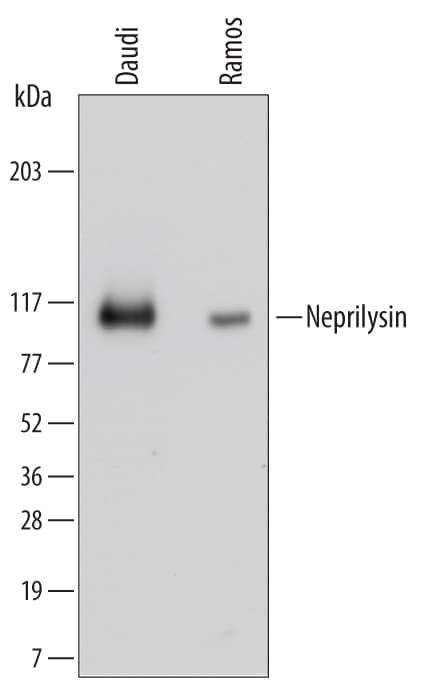 Western blot shows lysates of Daudi human Burkitt's lymphoma cell line and Ramos human Burkitt's lymphoma cell line. PVDF membrane was probed with 0.1 µg/mL of Mouse Anti-Human Neprilysin/CD10 Monoclonal Antibody (Catalog # MAB11821) followed by HRP-conjugated Anti-Mouse IgG Secondary Antibody (Catalog # HAF007). A specific band was detected for Neprilysin/CD10 at approximately 100 kDa (as indicated). This experiment was conducted under reducing conditions and using Immunoblot Buffer Group 1.