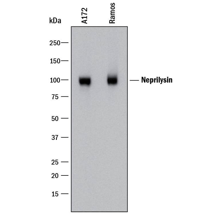 Western blot shows lysates of A172 human glioblastoma cell line and Ramos human Burkitt's lymphoma cell line. PVDF membrane was probed with 1 µg/mL of Mouse Anti-Human Neprilysin/CD10 Monoclonal Antibody (Catalog # MAB11822) followed by HRP-conjugated Anti-Mouse IgG Secondary Antibody (Catalog # HAF018). A specific band was detected for Neprilysin/CD10 at approximately 100 kDa (as indicated). This experiment was conducted under reducing conditions and using Immunoblot Buffer Group 1.