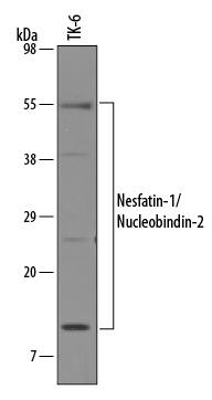 Western blot shows lysates of TK-6 human lymphoblast cell line. PVDF Membrane was probed with 1 µg/mL of Sheep Anti-Human Nesfatin-1/Nucleobindin-2 Antigen Affinity-purified Polyclonal Antibody (Catalog # AF5949) followed by HRP-conjugated Anti-Sheep IgG Secondary Antibody (Catalog # HAF016). Specific bands were detected for Nesfatin-1/ Nucleobindin-2 between 10 and 55 kDa (as indicated). This experiment was conducted under reducing conditions and using Immunoblot Buffer Group 8.