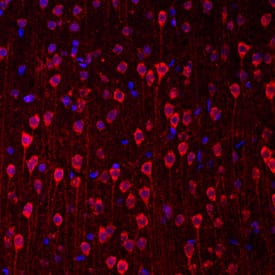 Immunohistochemistry Nesfatin-1/Nucleobindin-2 Antibody [Unconjugated]