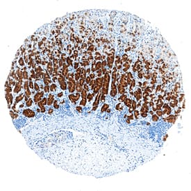 Nesfatin-1/Nucleobindin-2 was detected in immersion fixed paraffin-embedded sections of human stomach using Rat Anti-Human Nesfatin-1/ Nucleobindin-2 Monoclonal Antibody (Catalog # MAB5949) at 5 µg/mL overnight at 4 °C. Tissue was stained using the Anti-Rat HRP-DAB Cell & Tissue Staining Kit (brown; Catalog # CTS017) and counterstained with hematoxylin (blue). Specific staining was localized to glandular epithelial cells. View our protocol for Chromogenic IHC Staining of Paraffin-embedded Tissue Sections.