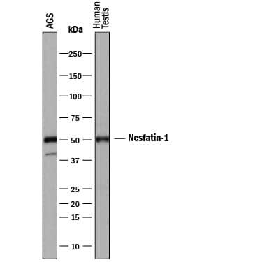 Western blot shows lysates of AGS human gastric adenocarcinoma cell line and human testis tissue. PVDF membrane was probed with 3 µg/mL of Rat Anti-Human Nesfatin-1/Nucleobindin-2 Monoclonal Antibody (Catalog # MAB5949) followed by HRP-conjugated Anti-Rat IgG Secondary Antibody (Catalog # HAF005). A specific band was detected for Nesfatin-1/ Nucleobindin-2 at approximately 50 kDa (as indicated). This experiment was conducted under reducing conditions and using Immunoblot Buffer Group 1.