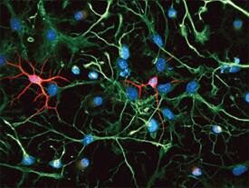  beta -III Tubulin and Nestin were detected in rat cortical stem cells (Catalog # NSC001) using 5 µg/mL neuron-specific Mouse  beta -III Tubulin Monoclonal (clone TuJ-1) Antibody (Catalog # MAB1195) and 10 µg/mL Goat Anti-Rat Nestin Antigen Affinity-purified Polyclonal Antibody (Catalog # AF2736). Cells were incubated with primary antibodies for 3 hours at room temperature. Cells were stained for beta-III Tubulin using the NorthernLights™ 557-conjugated Anti-Mouse IgG Secondary Antibody (red; Catalog # NL007) and for Nestin using the NorthernLights 493-conjugated Anti-Goat IgG Secondary Antibody (green; Catalog # NL003). Tissue was counterstained with DAPI (blue). View our protocol for Fluorescent ICC Staining of Cells on Coverslips.
