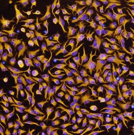 Nestin was detected in immersion fixed undifferentiated rat cortical stem cells using Rat Nestin Biotinylated Antigen Affinity-purified Polyclonal Antibody (Catalog # BAF2736) at 10 µg/mL for 3 hours at room temperature. Cells were stained using the NorthernLights™ 557-conjugated Streptavidin (yellow; Catalog # NL999) and counterstained with DAPI (blue). Specific staining was localized to cytoplasm. View our protocol for Fluorescent ICC Staining of Cells on Coverslips.