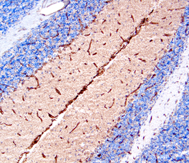Immunohistochemistry Netrin-4 Antibody
