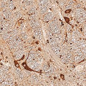 Immunohistochemistry Neudesin Antibody