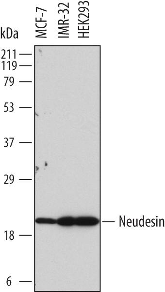Western Blot Neudesin Antibody (737130)