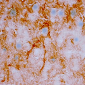 Immunohistochemistry Neuregulin-3/NRG3 Antibody [Unconjugated]