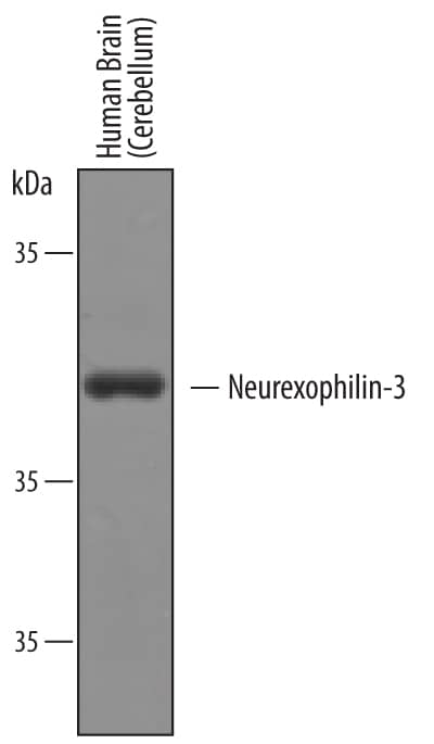 Western Blot Neurexophilin-3 Antibody [Unconjugated]