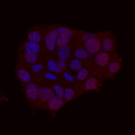 Immunocytochemistry NeuroD1 Antibody [Unconjugated]