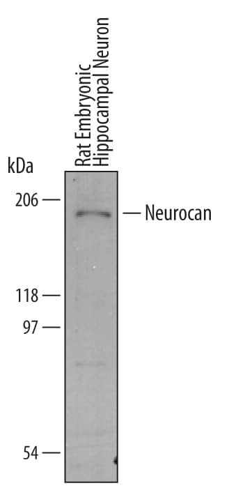Western Blot Neurocan Antibody