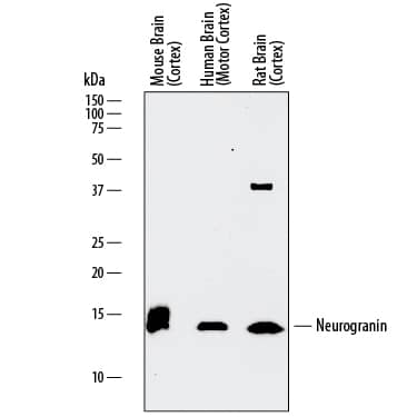 Western Blot Neurogranin Antibody [Unconjugated]