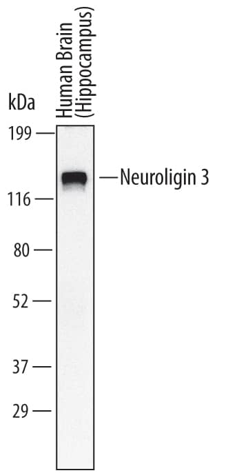 Western blot shows lysates of human brain (hippocampus) tissue. PVDF Membrane was probed with 2 µg/mL of Human Neuroligin 3/NLGN3 Monoclonal Antibody (Catalog # MAB60881) followed by HRP-conjugated Anti-Mouse IgG Secondary Antibody (Catalog # HAF007). A specific band was detected for Neuroligin 3/NLGN3 at approximately 120 kDa (as indicated). This experiment was conducted under reducing conditions and using Immunoblot Buffer Group 1.