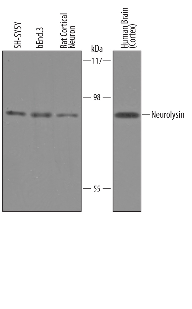 Western Blot Neurolysin Antibody [Unconjugated]