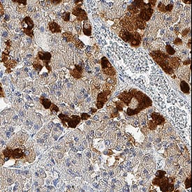 Immunohistochemistry Neuronal Pentraxin 2 Antibody (569720) [Unconjugated]