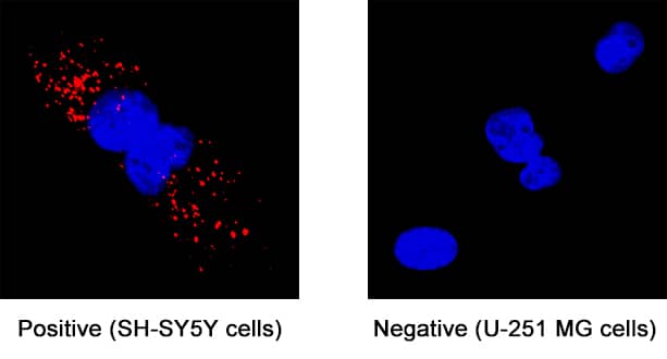 Neuronal Pentraxin 2 was detected in immersion fixed SH-SY5Y human neuroblastoma cell line (left panel; positive staining) and U-251 MG human glioblastoma cell line (right panel; negative staining) using Mouse Anti-Human Neuronal Pentraxin 2 Monoclonal Antibody (Catalog # MAB7816) at 8 µg/mL for 3 hours at room temperature. Cells were stained using the NorthernLights™ 557-conjugated Anti-Mouse IgG Secondary Antibody (red; Catalog # NL007) and counterstained with DAPI (blue). Specific staining was localized to cytoplasm. View our protocol for Fluorescent ICC Staining of Cells on Coverslips.