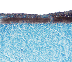 Neuropilin-1 was detected in immersion fixed frozen sections of embryonic rat spinal cord (15 d.p.c.) using 5 µg/mL Goat Anti-Rat Neuropilin-1 Antigen Affinity-purified Polyclonal Antibody (Catalog # AF566) overnight at 4 °C. Tissue was stained with the Anti-Goat HRP-DAB Cell & Tissue Staining Kit (brown; Catalog # CTS008) and counter-stained with hematoxylin (blue). View our protocol for Chromogenic IHC Staining of Frozen Tissue Sections.