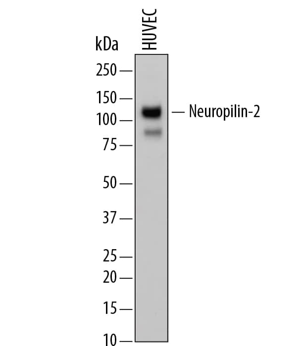 Western Blot Neuropilin-2 Antibody [Unconjugated]
