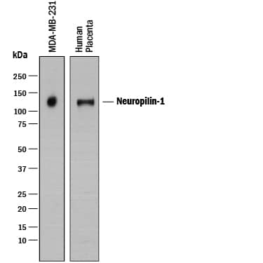 Western Blot Neuropilin-1 Antibody [Unconjugated]