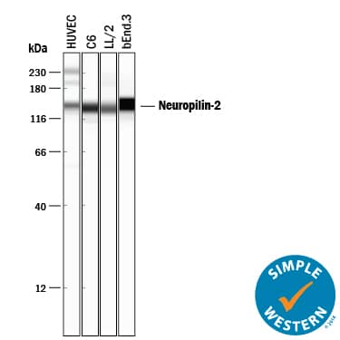 Simple Western Neuropilin-2 Antibody [Unconjugated]