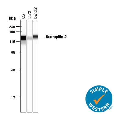 Simple Western Neuropilin-2 Antibody [Unconjugated]