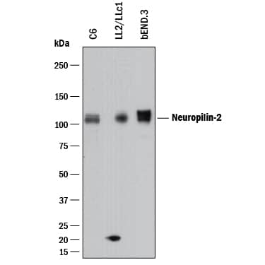 Western Blot Neuropilin-2 Antibody [Unconjugated]