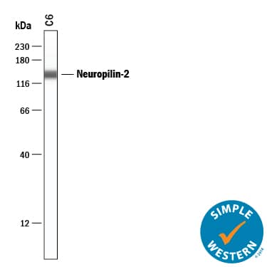 Simple Western Neuropilin-2 Antibody (96009R) [Unconjugated]
