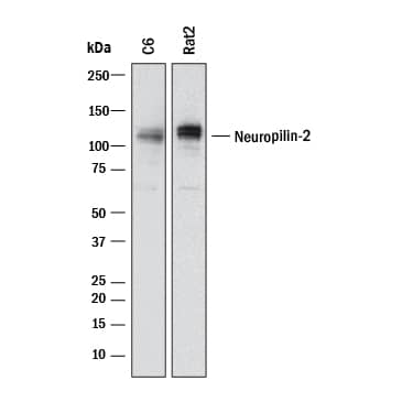 Western Blot Neuropilin-2 Antibody (96009R) [Unconjugated]