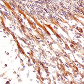 Immunohistochemistry Neurturin Antibody [Unconjugated]