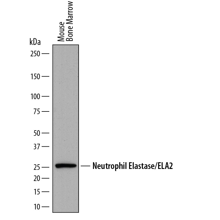 Western blot shows lysates of mouse bone marrow. PVDF membrane was probed with 0.1 µg/mL of Sheep Anti-Mouse Neutrophil Elastase/ELA2 Antigen Affinity-purified Polyclonal Antibody (Catalog # AF4517) followed by HRP-conjugated Anti-Sheep IgG Secondary Antibody (Catalog # HAF016). A specific band was detected for Neutrophil Elastase/ELA2 at approximately 26 kDa (as indicated). This experiment was conducted under reducing conditions and using Immunoblot Buffer Group 1.