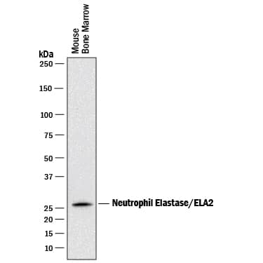 Western blot shows lysates of mouse bone marrow. PVDF membrane was probed with 0.5 µg/mL of Rat Anti-Mouse Neutrophil Elastase/ELA2 Monoclonal Antibody (Catalog # MAB4517) followed by HRP-conjugated Anti-Rat IgG Secondary Antibody (Catalog # HAF005). A specific band was detected for Neutrophil Elastase/ELA2 at approximately 26 kDa (as indicated). This experiment was conducted under reducing conditions and using Immunoblot Buffer Group 1.