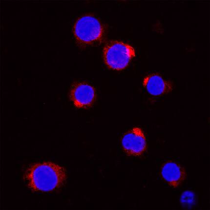 Neutrophil Elastase/ELA2 was detected in immersion fixed THP-1 human acute monocytic leukemia cell line using Mouse Anti-Human Neutrophil Elastase/ELA2 Monoclonal Antibody (Catalog # MAB91671R) at 8 µg/mL for 3 hours at room temperature. Cells were stained using the NorthernLights™ 557-conjugated Anti-Mouse IgG Secondary Antibody (red; Catalog # NL007) and counterstained with DAPI (blue). Specific staining was localized to cytoplasm. View our protocol for Fluorescent ICC Staining of Non-adherent Cells.