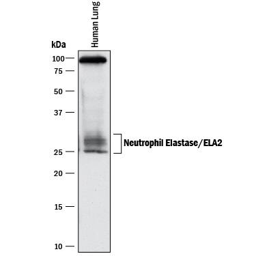 Western blot shows lysates of human lung tissue. PVDF membrane was probed with 1 µg/mL of Mouse Anti-Human Neutrophil Elastase/ELA2 Monoclonal Antibody (Catalog # MAB91671R) followed by HRP-conjugated Anti-Mouse IgG Secondary Antibody (Catalog # HAF018). Specific bands were detected for Neutrophil Elastase/ELA2 at approximately 25-30 kDa (as indicated). This experiment was conducted under reducing conditions and using Immunoblot Buffer Group 1.