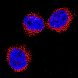 Neutrophil Elastase/ELA2 was detected in immersion fixed THP-1 human acute monocytic leukemia cell line using Mouse Anti-Human Neutrophil Elastase/ELA2 Monoclonal Antibody (Catalog # MAB91671) at 5 µg/mL for 3 hours at room temperature. Cells were stained using the NorthernLights™ 557-conjugated Anti-Mouse IgG Secondary Antibody (red; Catalog # NL007) and counterstained with DAPI (blue). Specific staining was localized to cytoplasm. View our protocol for Fluorescent ICC Staining of Non-adherent Cells.