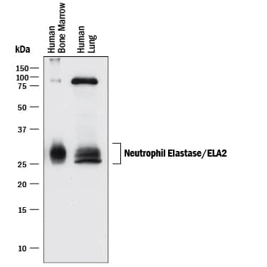Western blot shows lysates of human bone marrow and human lung tissue. PVDF membrane was probed with 0.1 µg/mL of Mouse Anti-Human Neutrophil Elastase/ELA2 Monoclonal Antibody (Catalog # MAB91671) followed by HRP-conjugated Anti-Mouse IgG Secondary Antibody (Catalog # HAF018). Specific bands were detected for Neutrophil Elastase/ELA2 at approximately 25-30 kDa (as indicated). This experiment was conducted under reducing conditions and using Immunoblot Buffer Group 1.