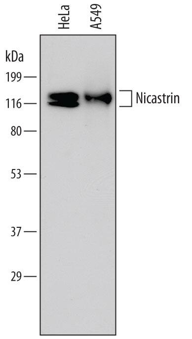 Western blot shows lysates of HeLa human cervical epithelial carcinoma cell line and A549 human lung carcinoma cell line. PVDF membrane was probed with 1 µg/mL of Mouse Anti-Human Nicastrin Monoclonal Antibody (Catalog # MAB53781) followed by HRP-conjugated Anti-Mouse IgG Secondary Antibody (Catalog # HAF007). Specific bands were detected for Nicastrin at approximately 110-120 kDa (as indicated). This experiment was conducted under reducing conditions and using Immunoblot Buffer Group 1.