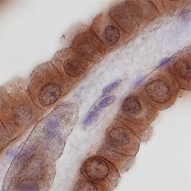 Immunohistochemistry Nidogen-2 Antibody [Unconjugated]
