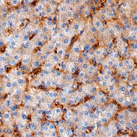 Immunohistochemistry Ninjurin-1 Antibody [Unconjugated]